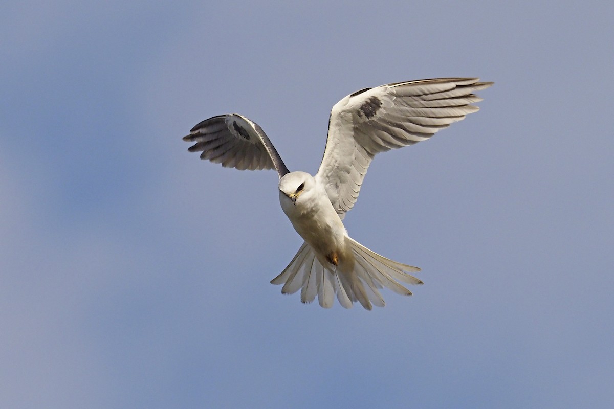 White-tailed Kite - Donna Pomeroy