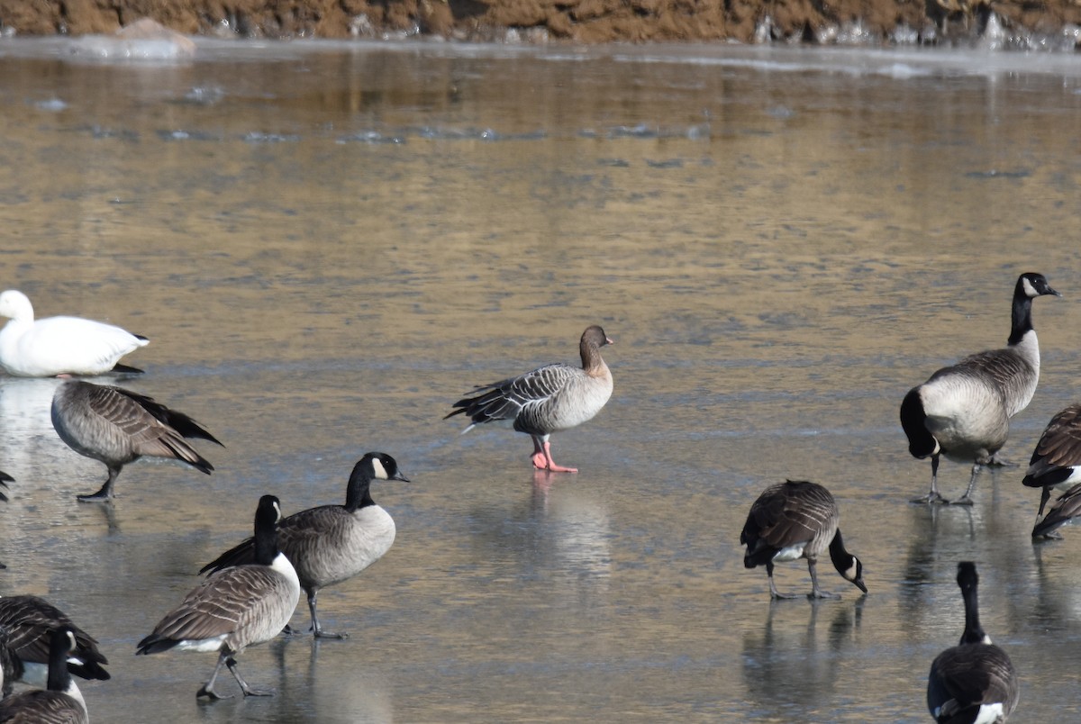 Pink-footed Goose - ML302786191