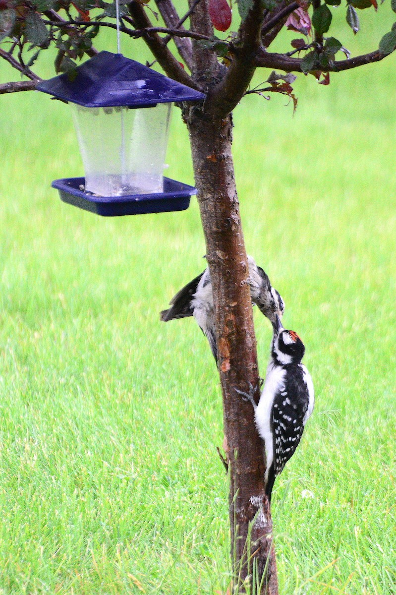 Hairy Woodpecker - ML30278671