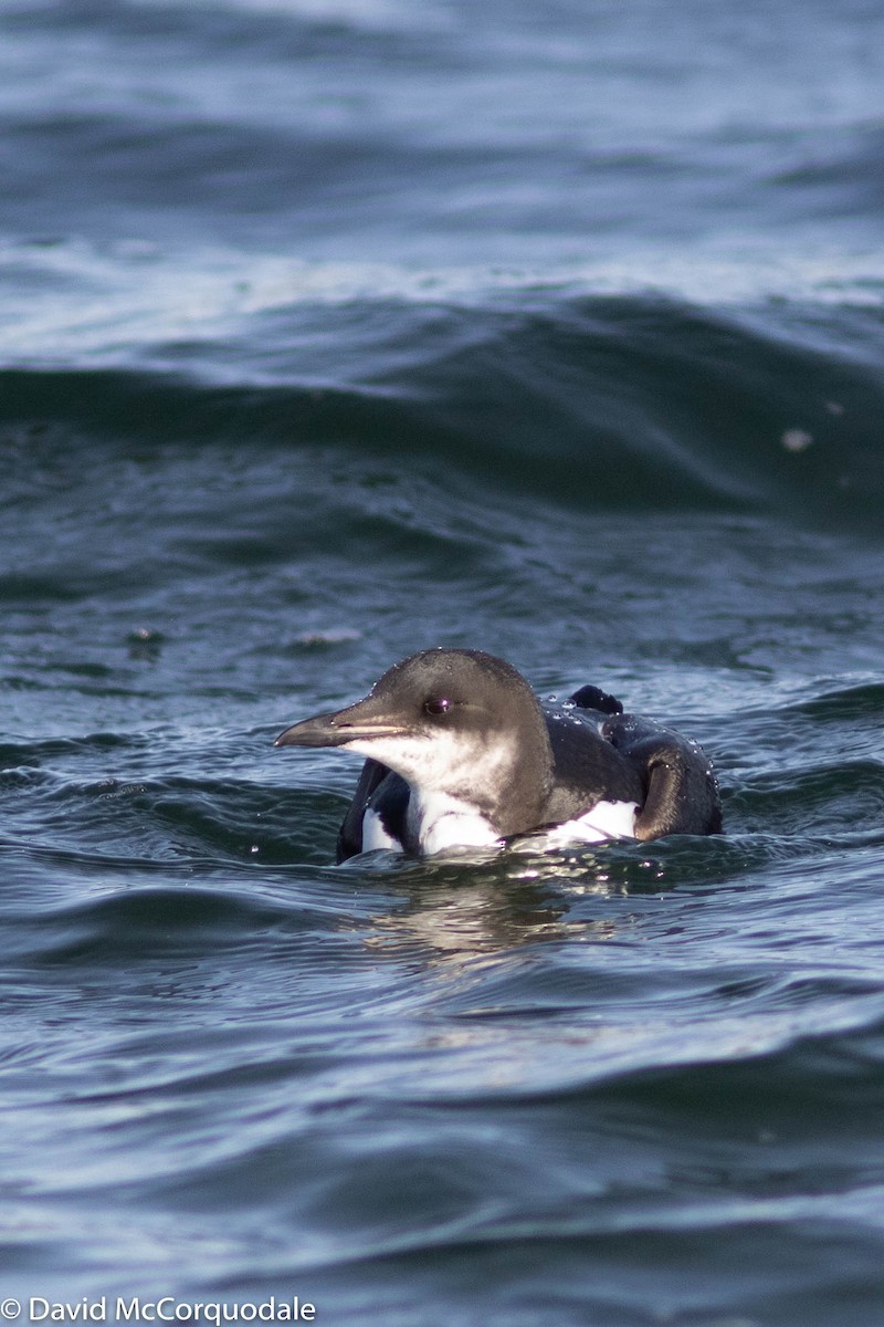 Thick-billed Murre - ML302790371