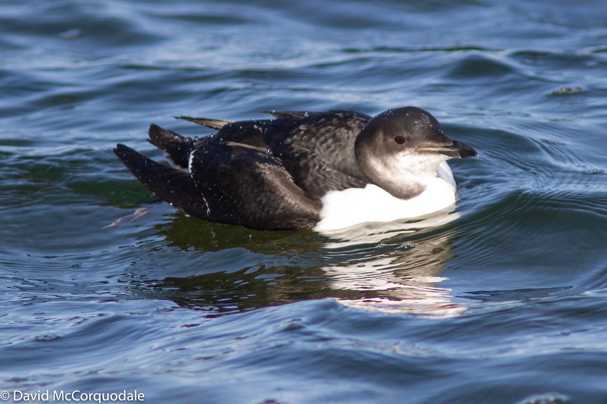 Thick-billed Murre - ML302790381