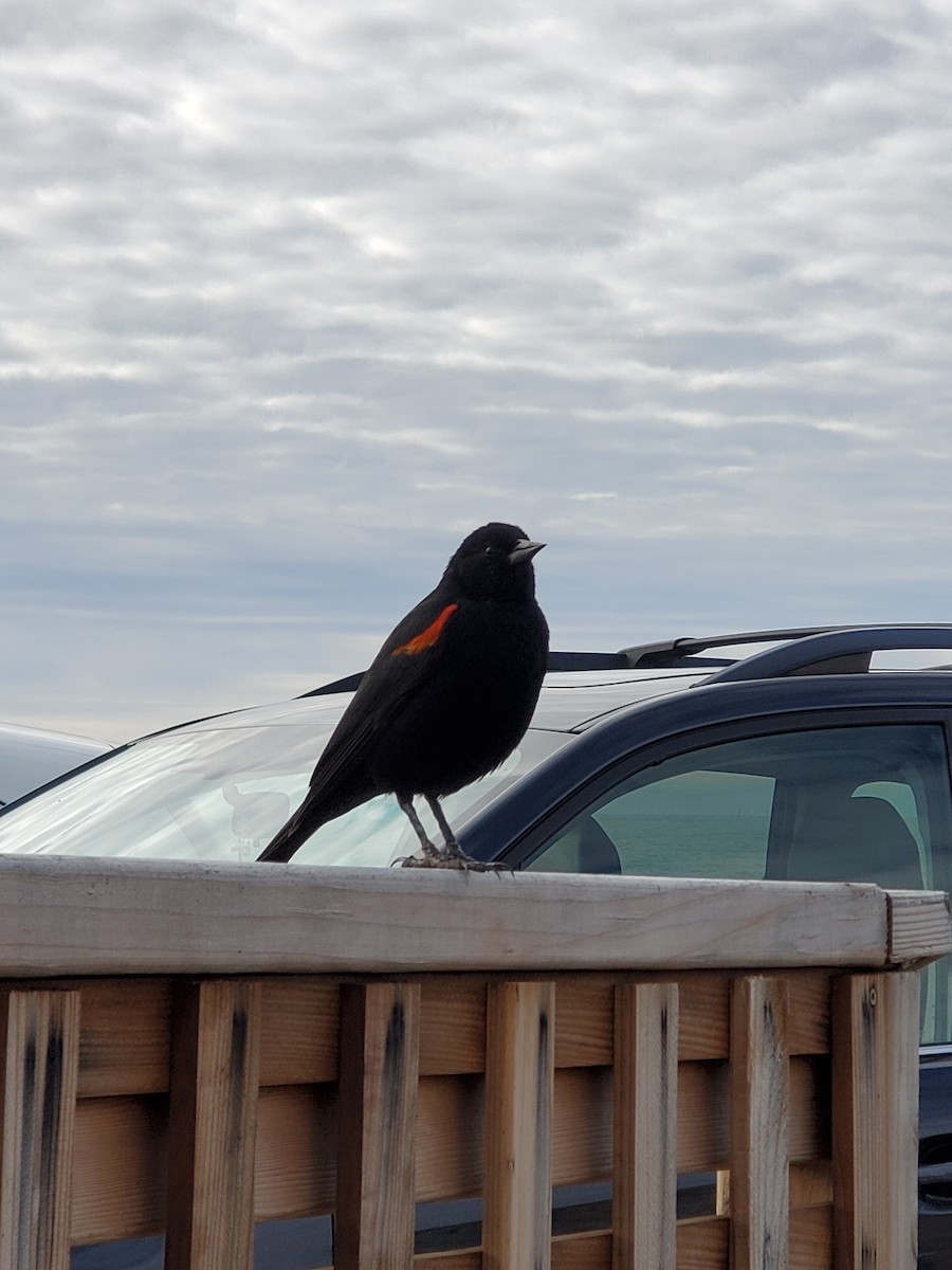 Red-winged Blackbird - ML302795571