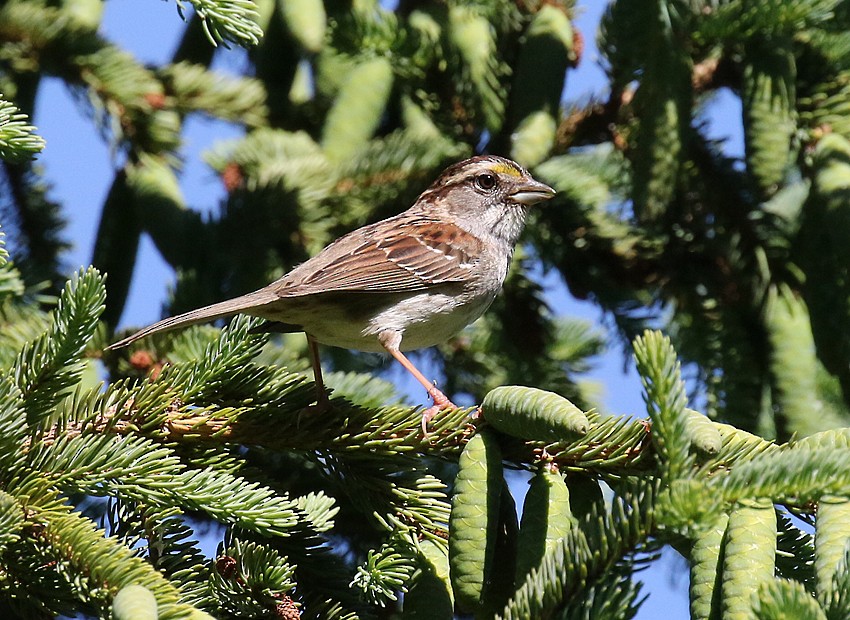 White-throated Sparrow - Alan Versaw