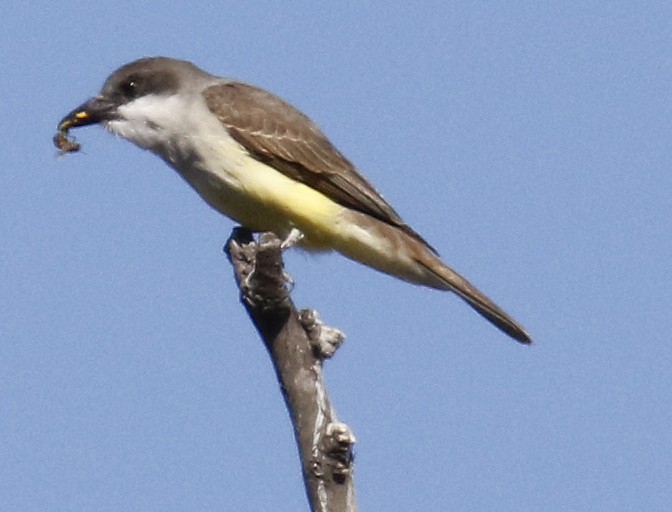 Thick-billed Kingbird - George Nothhelfer