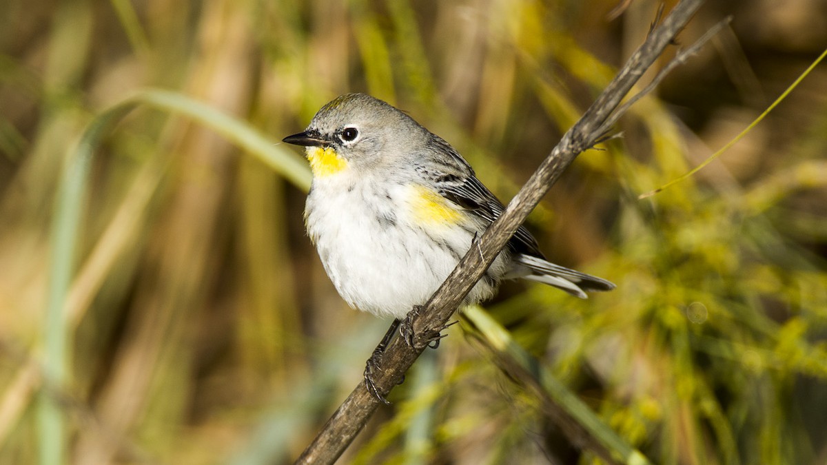 Yellow-rumped Warbler - Peter Nguyen