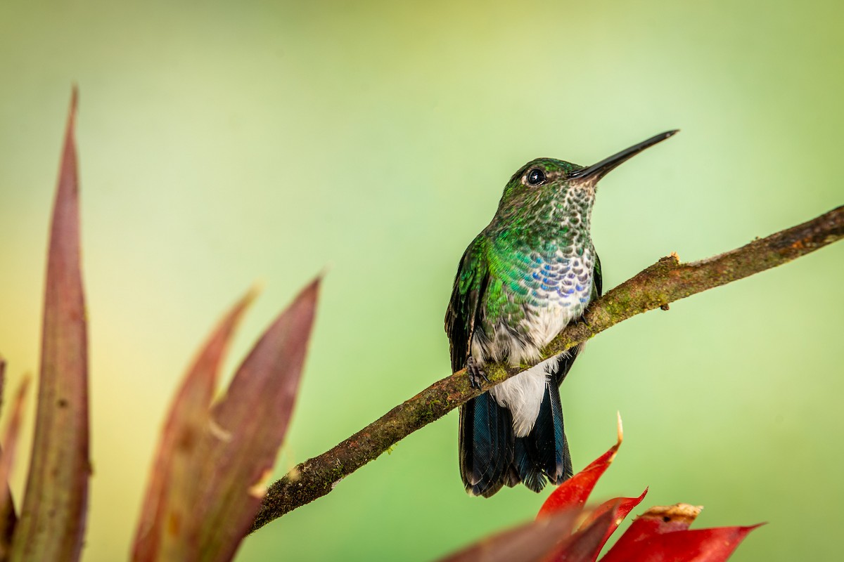 Blue-chested Hummingbird - Pancho Enriquez