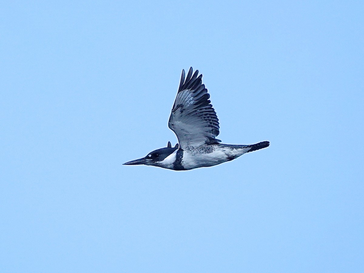 Belted Kingfisher - Mark S. Garland