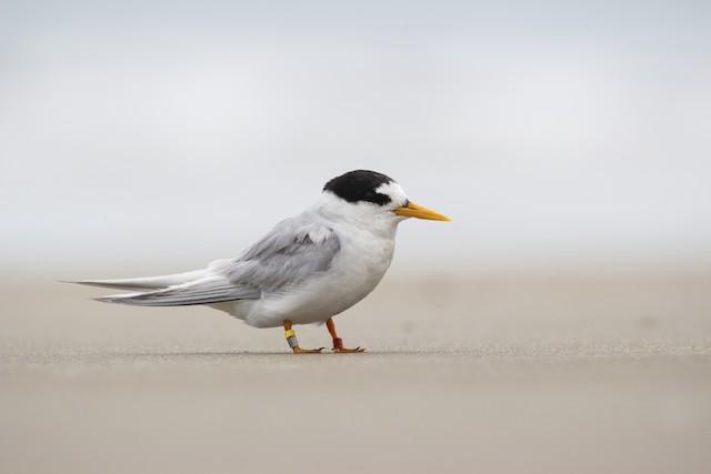 Australian Fairy Tern ML302803841