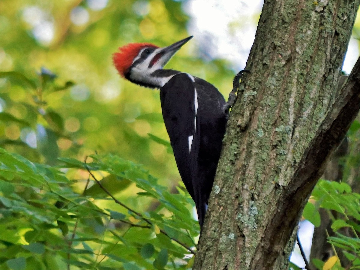 Pileated Woodpecker - Henry Thompson