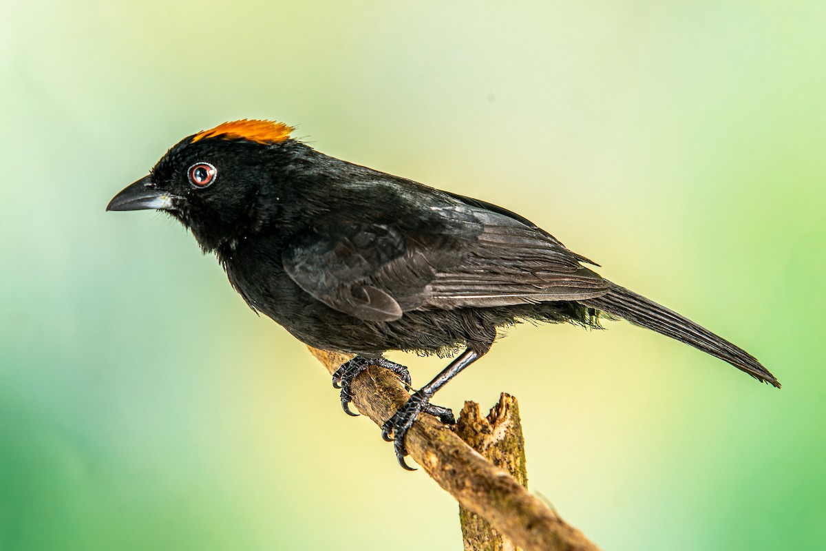 Tawny-crested Tanager - ML302807071