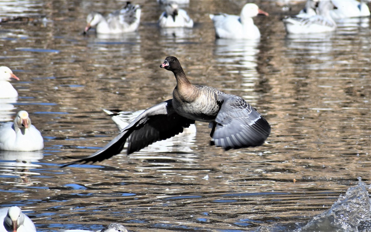 Pink-footed Goose - ML302807101