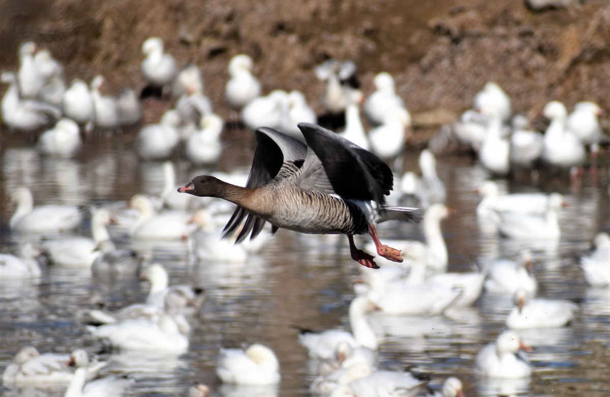 Pink-footed Goose - ML302807131