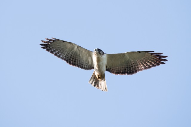 Short-tailed Hawk