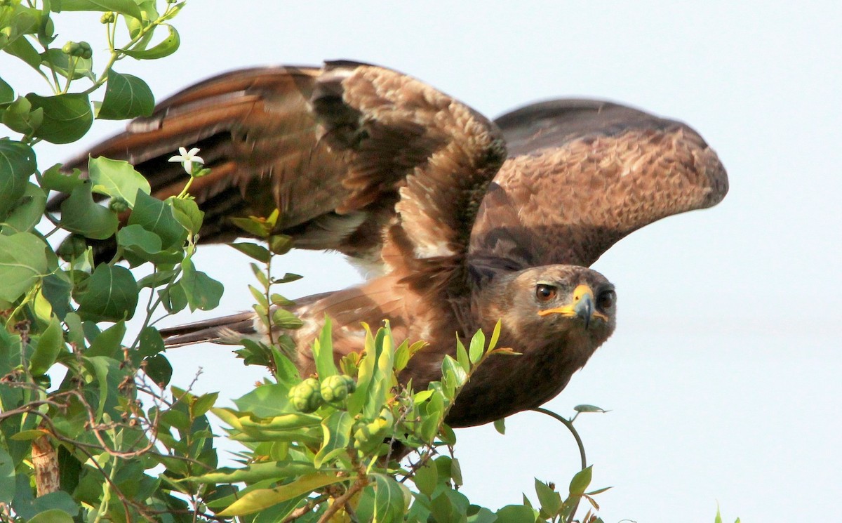 Indian Spotted Eagle - TheNatureTrust (GroupAccount)