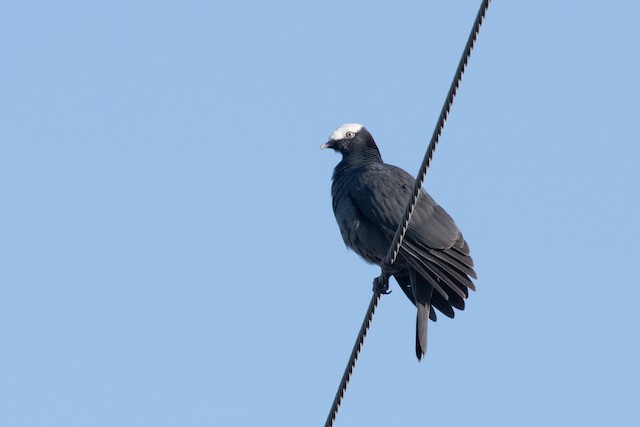 White-crowned Pigeon