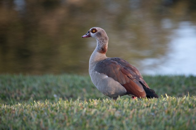 Egyptian Goose