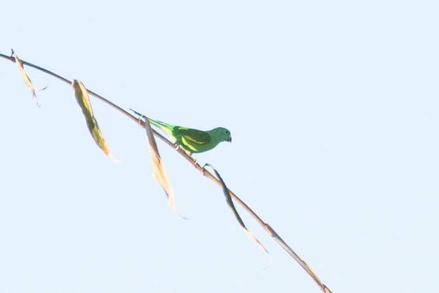 Yellow-chevroned Parakeet