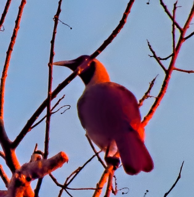 Emperor Bird Of Paradise
