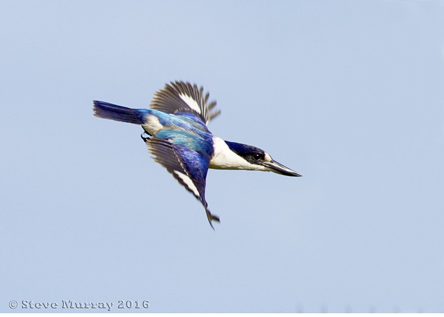 Forest Kingfisher - Stephen Murray