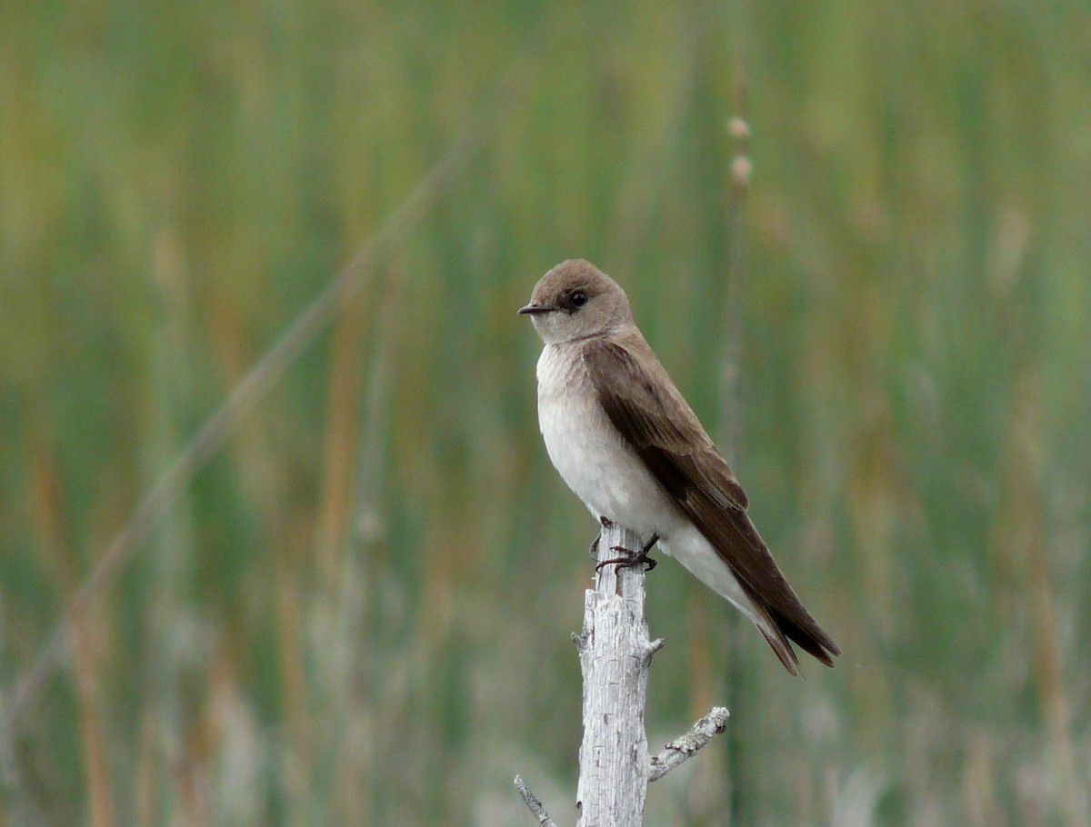 Northern Rough-winged Swallow - Douglas Leighton