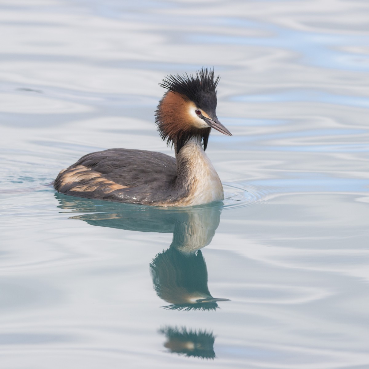 Great Crested Grebe - ML302819581