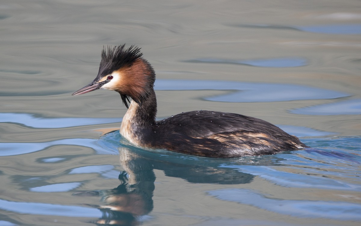 Great Crested Grebe - ML302819681