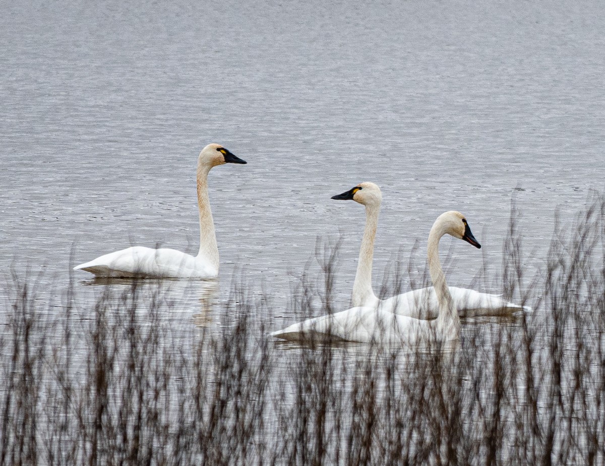 Tundra Swan - Mike Yough