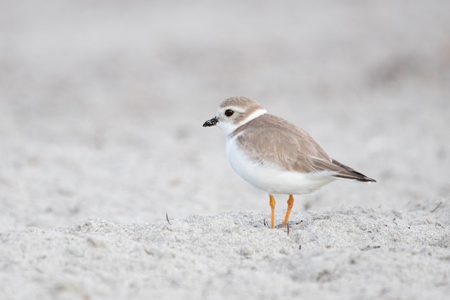 Piping Plover