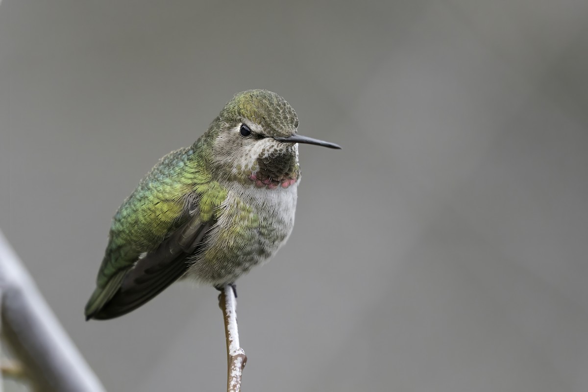Anna's Hummingbird - Derek Lecy
