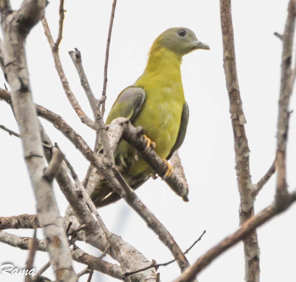 Yellow-footed Green-Pigeon - Rama Neelamegam