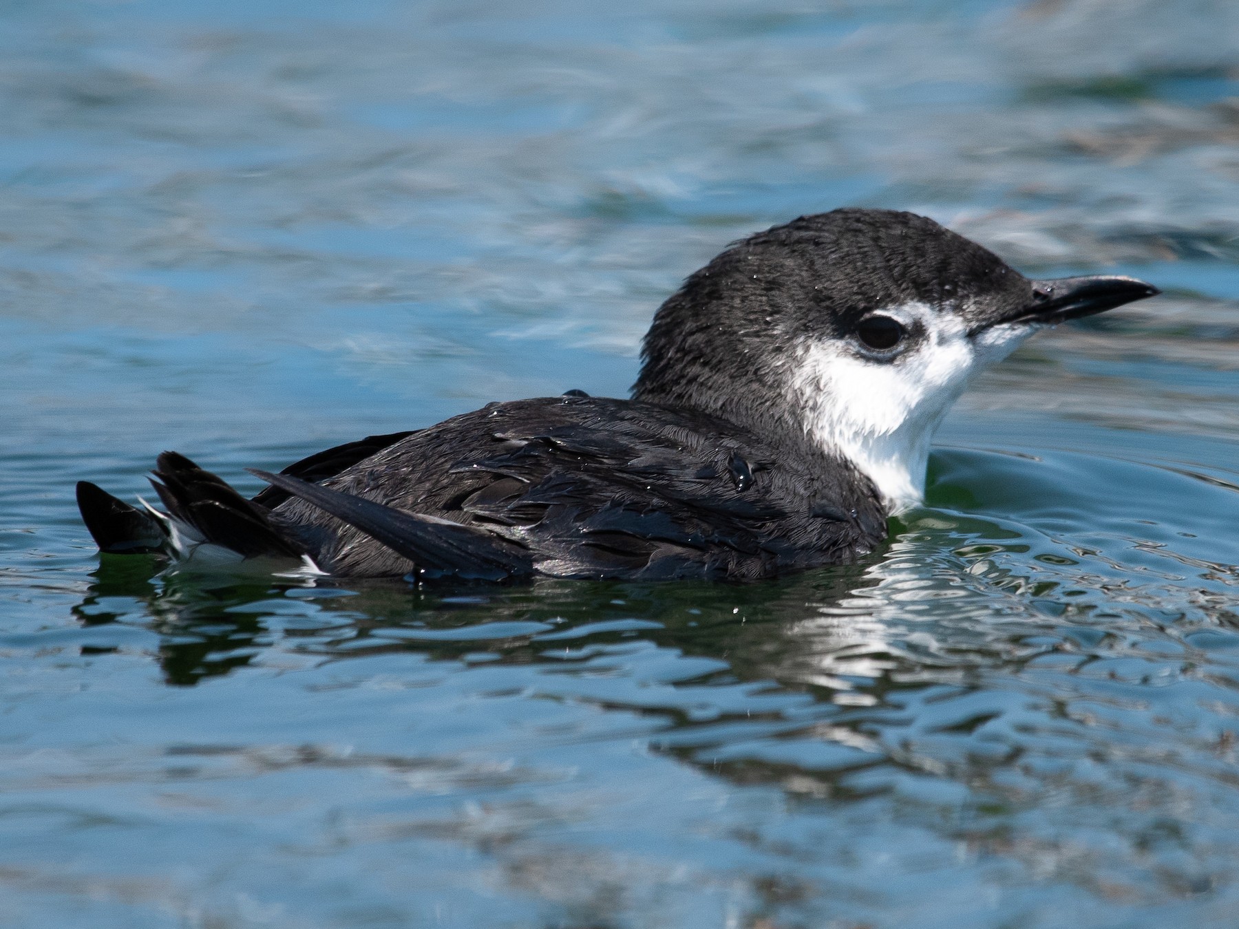 Guadalupe Murrelet - Adam Jackson