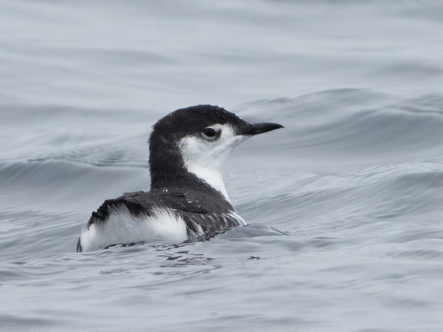 Guadalupe Murrelet - Nicholas Levendosky