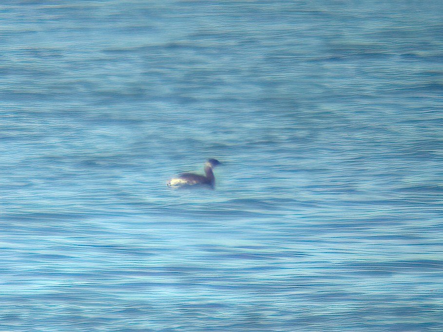 Red-necked Grebe - ML302829401