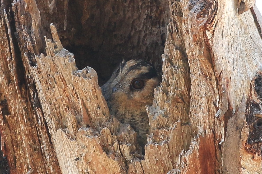 Australian Owlet-nightjar - Bill Twiss