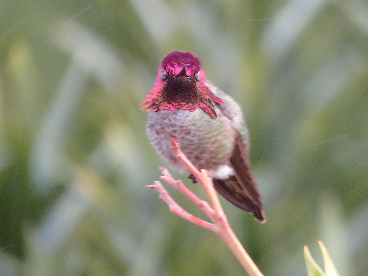 Anna's Hummingbird - ML302832861