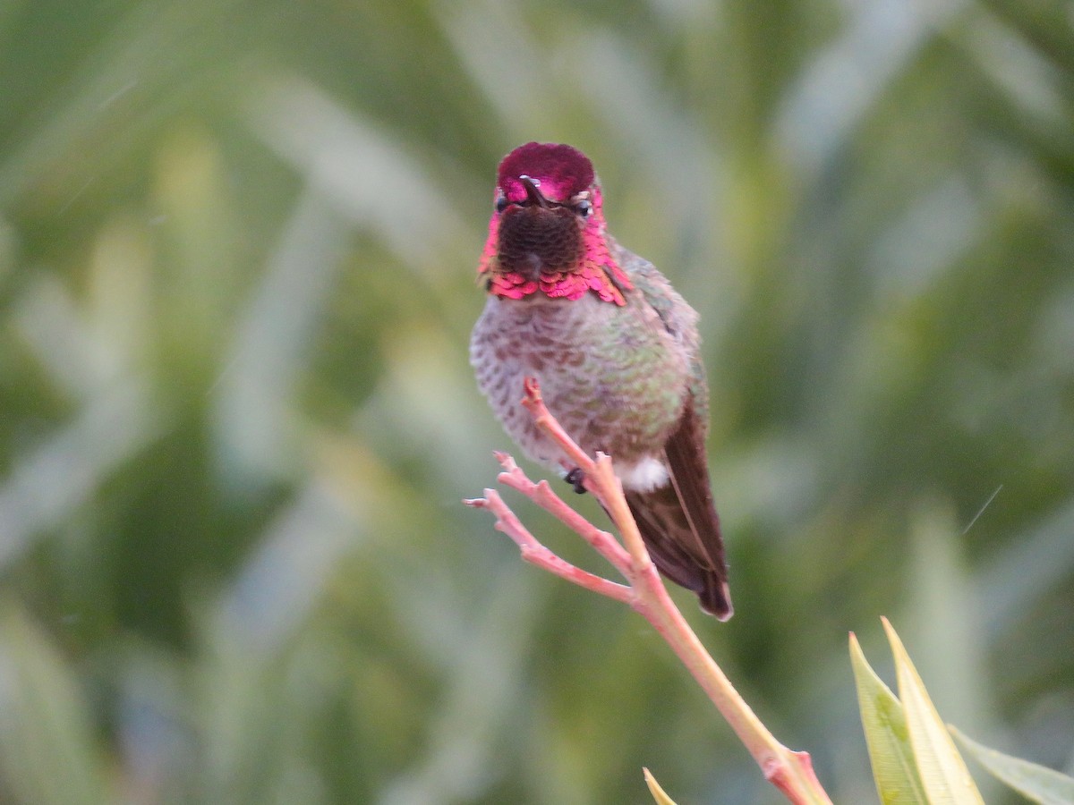 Anna's Hummingbird - ML302832871