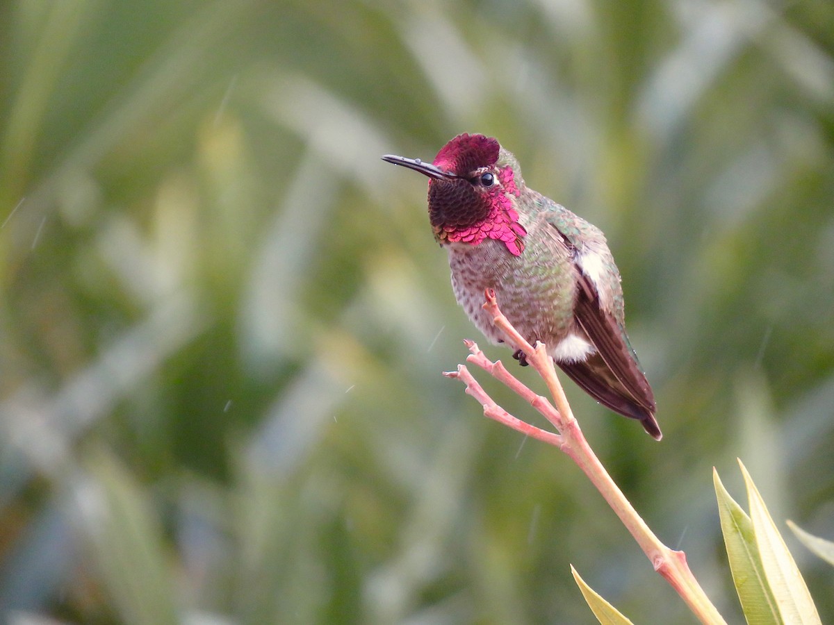 Anna's Hummingbird - ML302833021