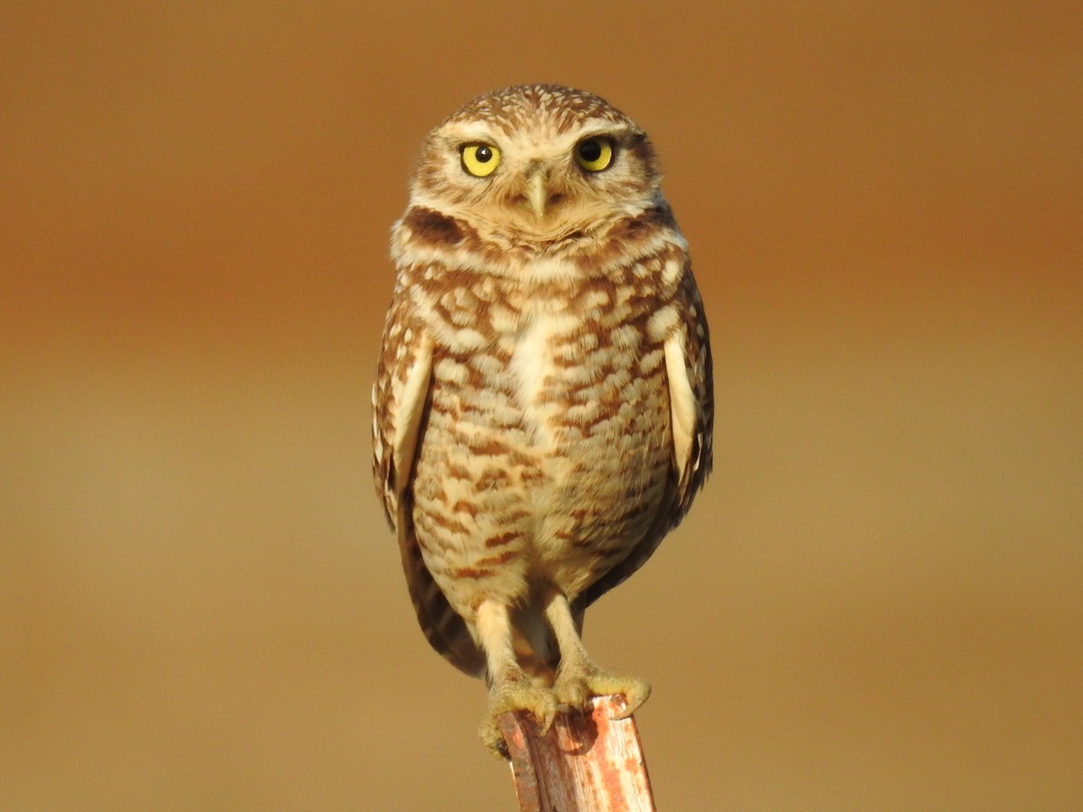 Burrowing Owl - ML302834881