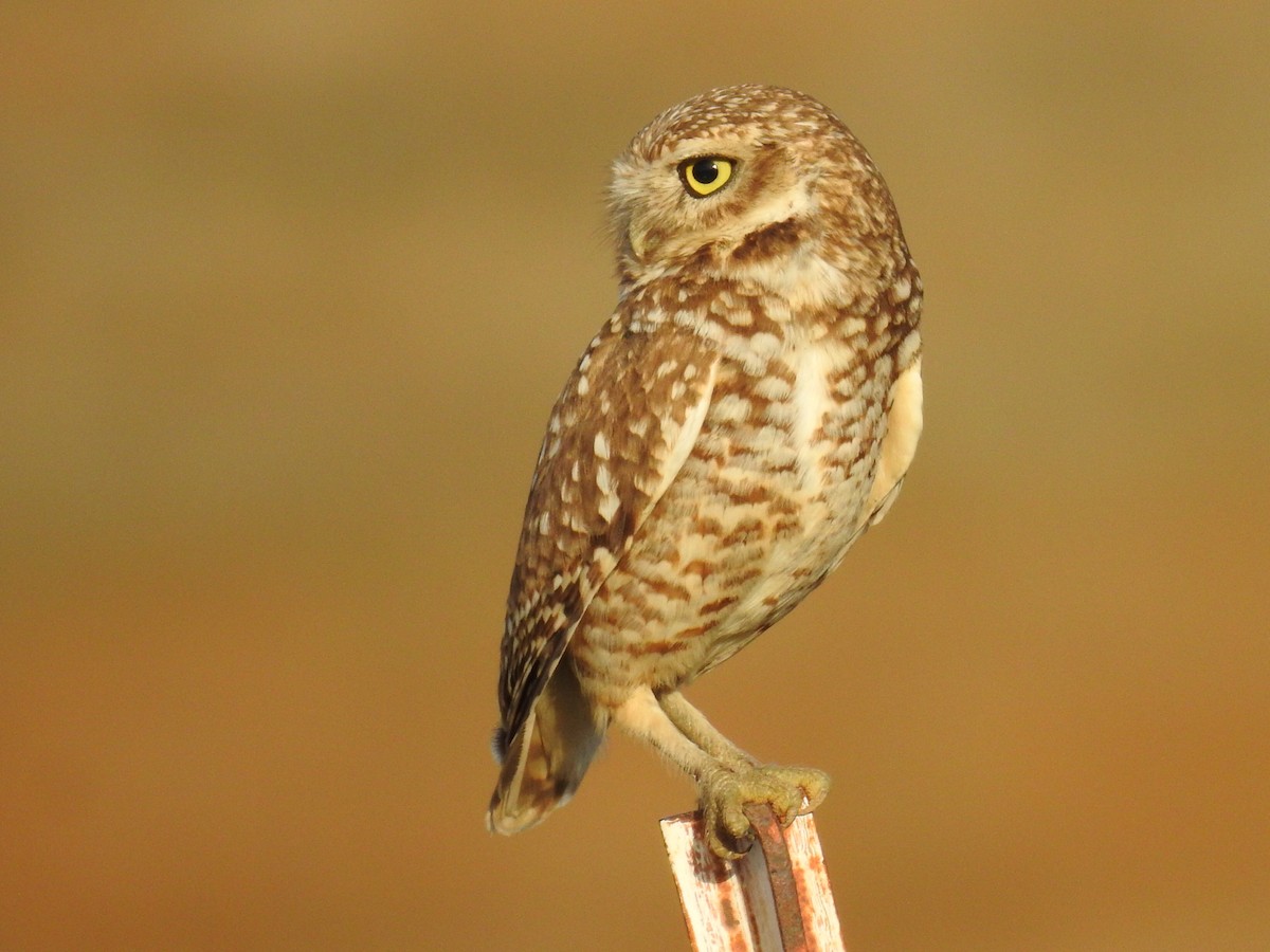 Burrowing Owl - ML302834931