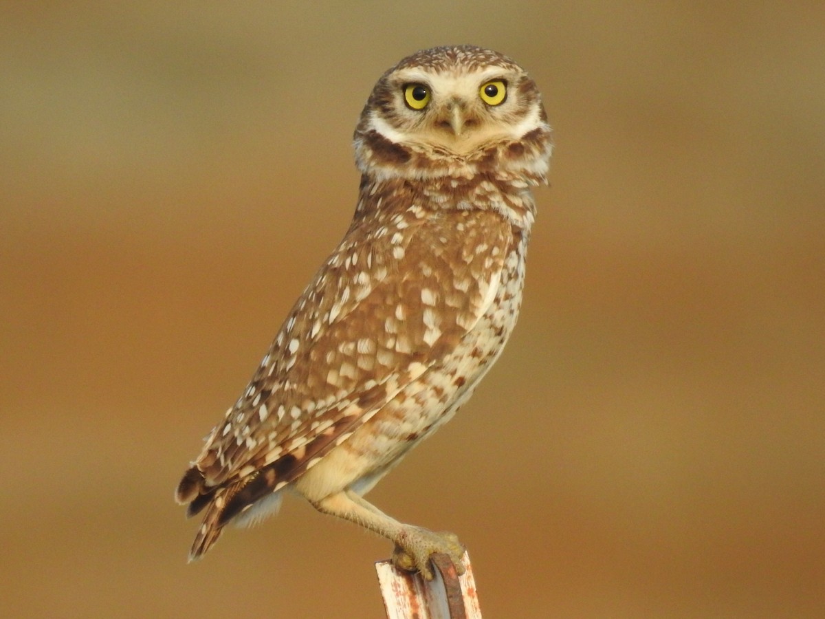 Burrowing Owl - ML302834951