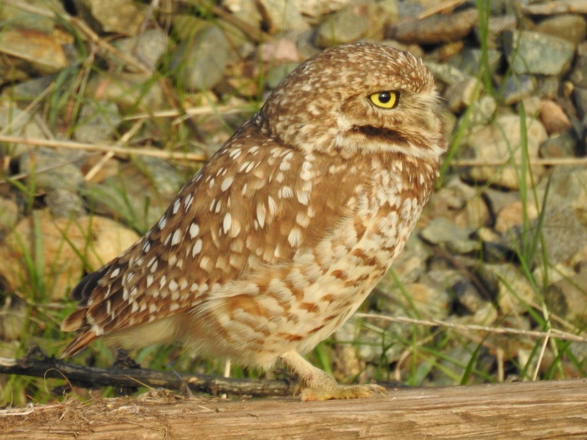 Burrowing Owl - ML302835161
