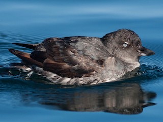  - Cassin's Auklet