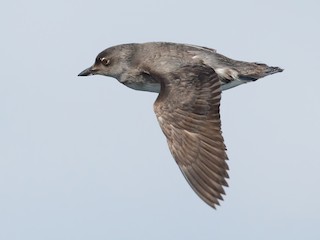  - Cassin's Auklet