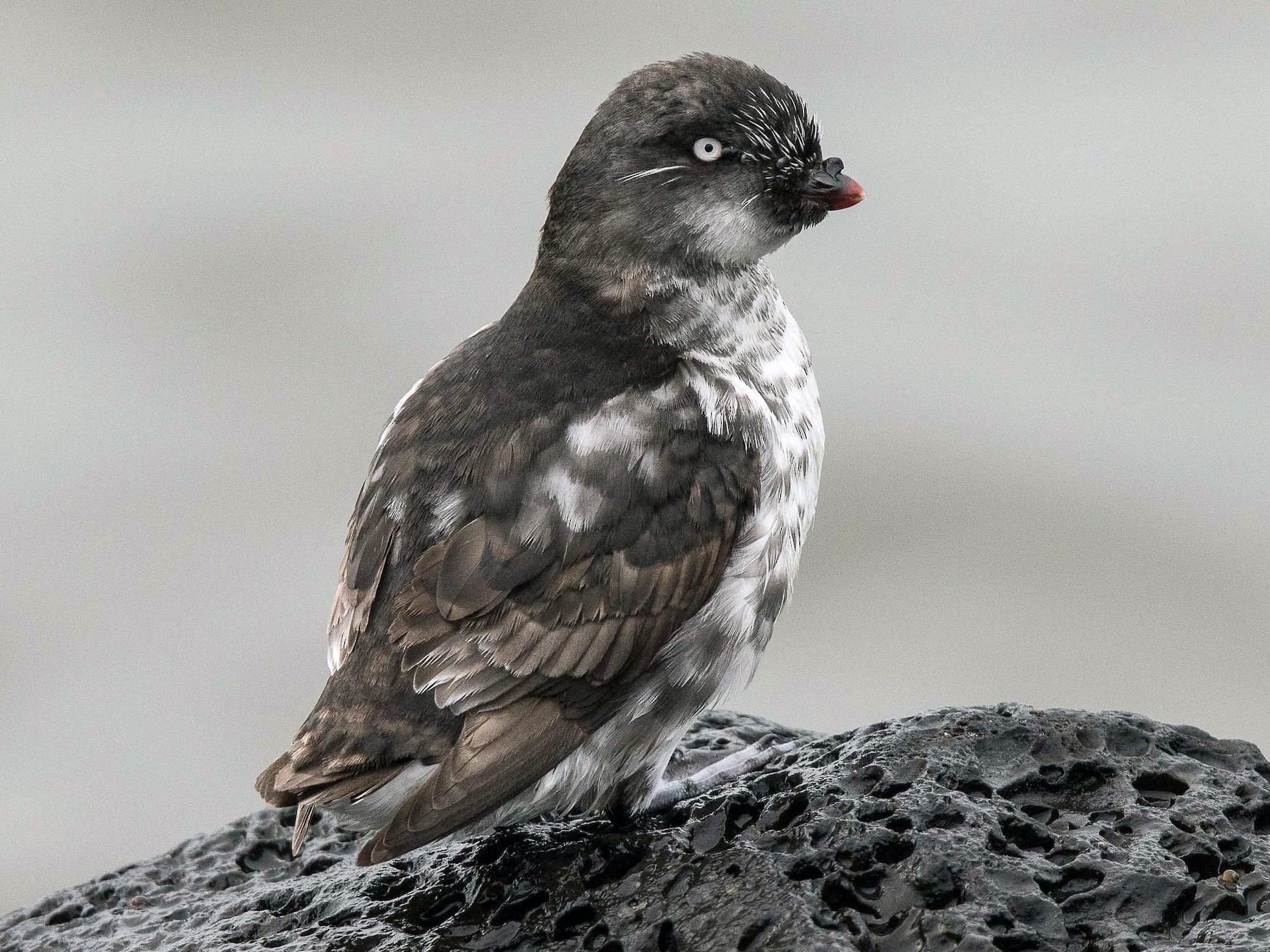 Cassin's Auklet (Pichoramophus aluticus) Facts: Profile, Range