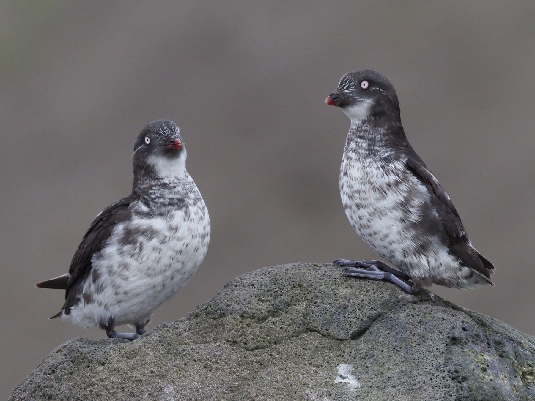 Least Auklet - Stephan Lorenz