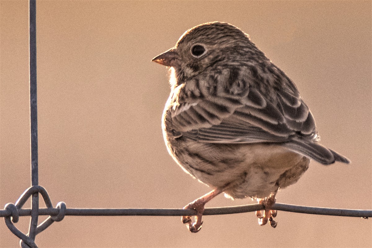 Vesper Sparrow - ML302846051