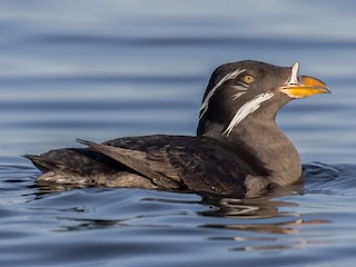  - Rhinoceros Auklet