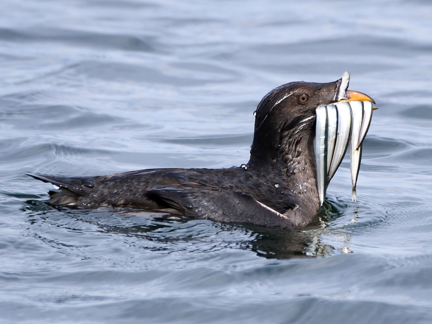 Rhinoceros Auklet - Mike Melton