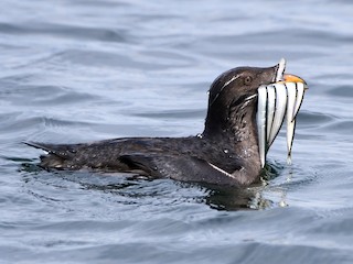  - Rhinoceros Auklet