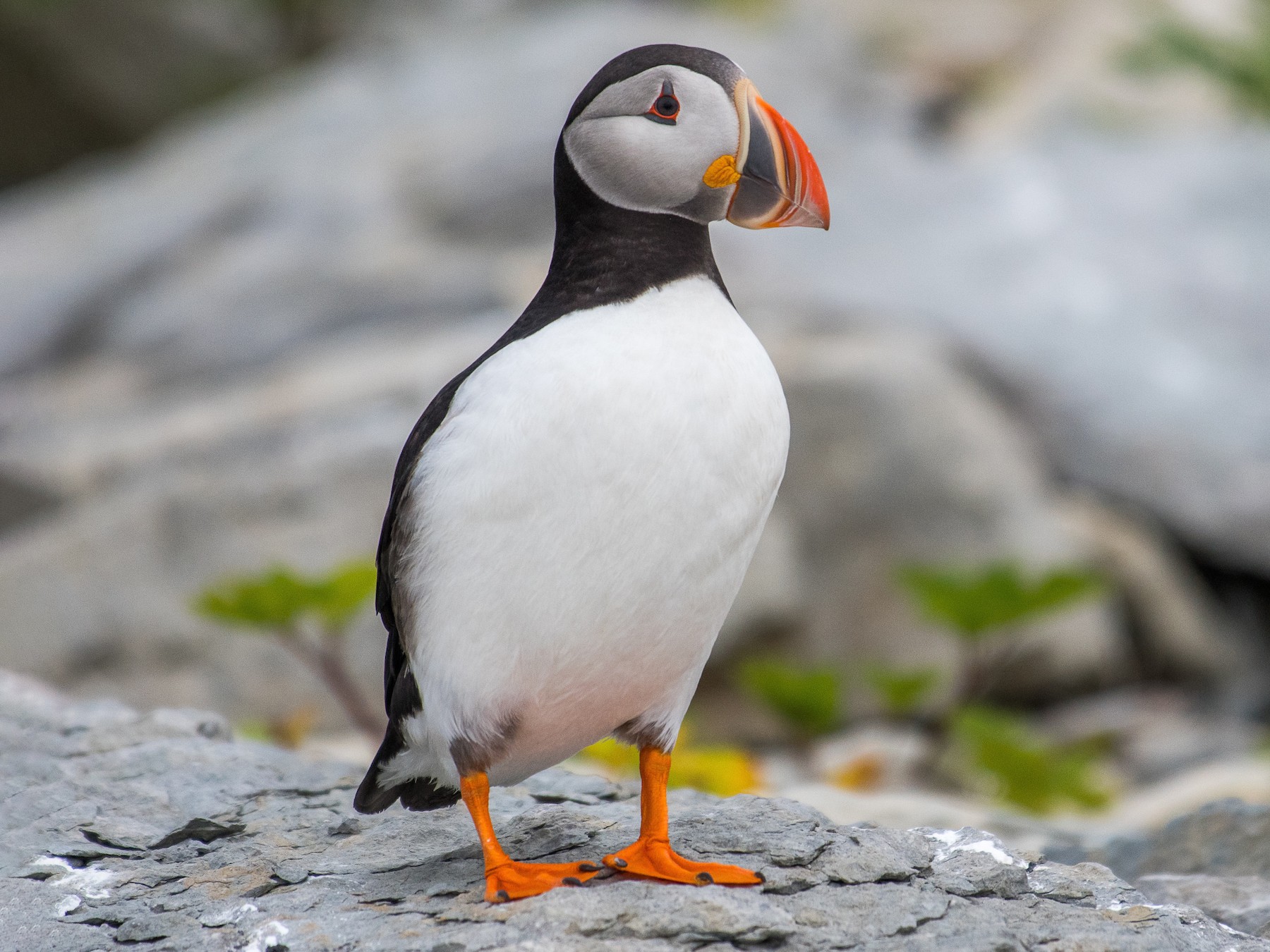 Seabird of the month - Atlantic Puffin (Fratercula arctica